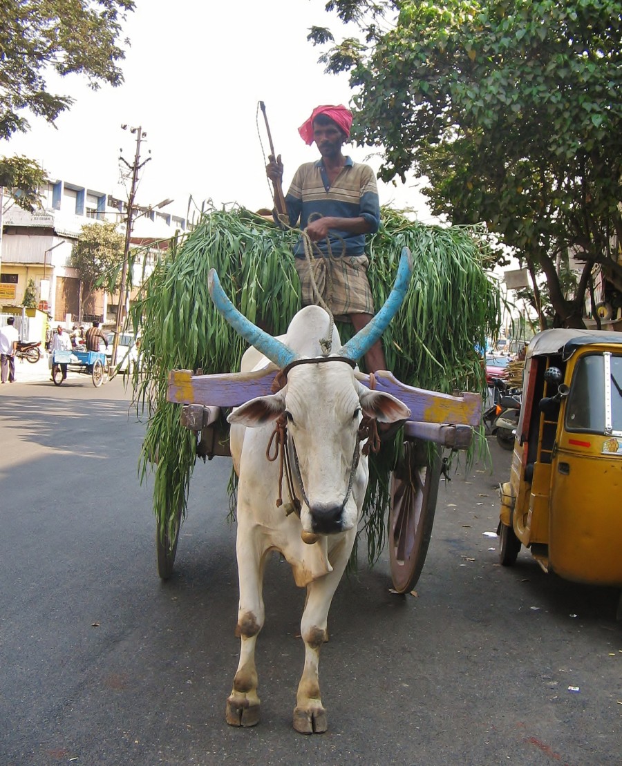 Traffic in India.