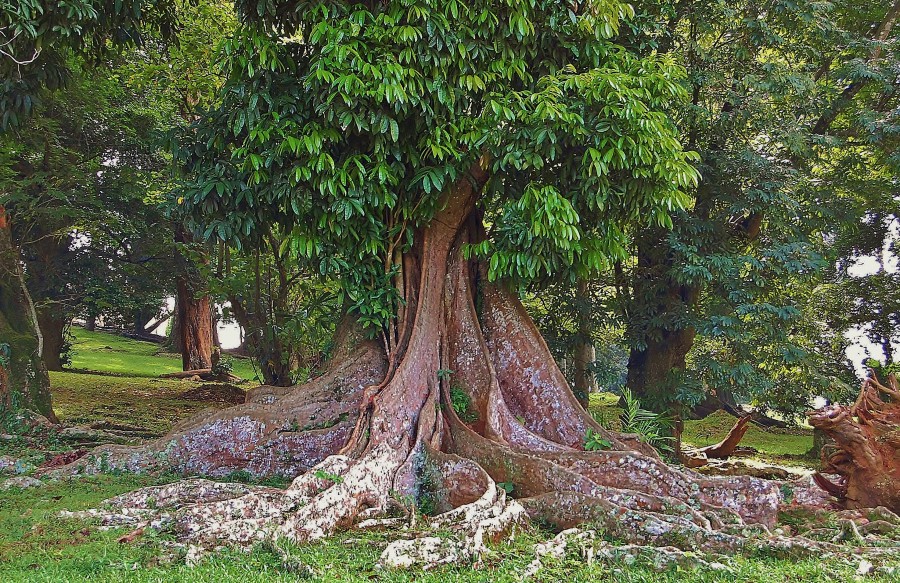 Ogród Botaniczny Peradeniya, na obrzeżach Kandy. Sri Lanka.