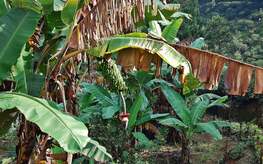 Banana tree near Ella. Sri Lanka.