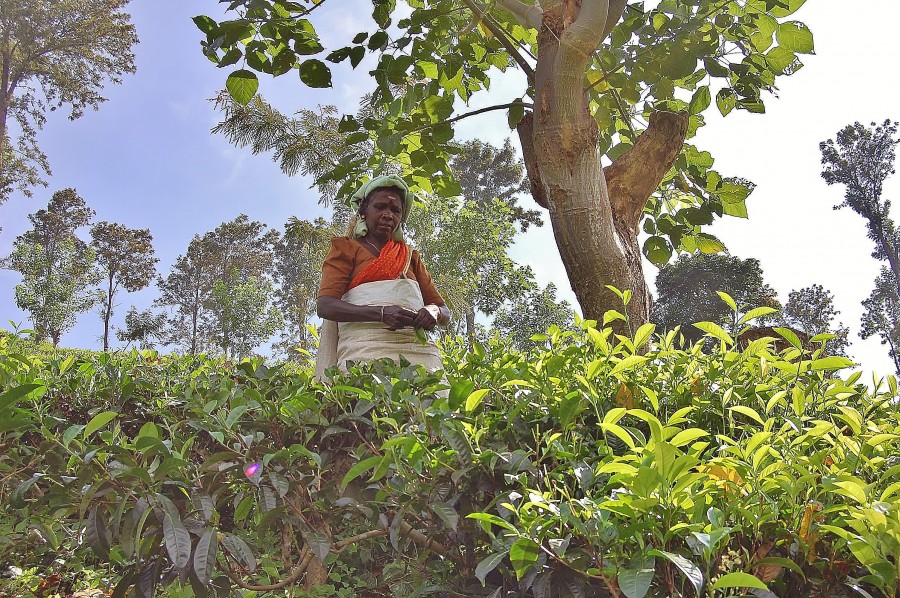 Tea fields near Nuwara Eliya. Sri Lanka.
