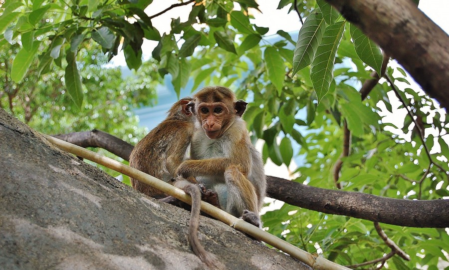 Monkeys are a common sight in Sri Lanka.