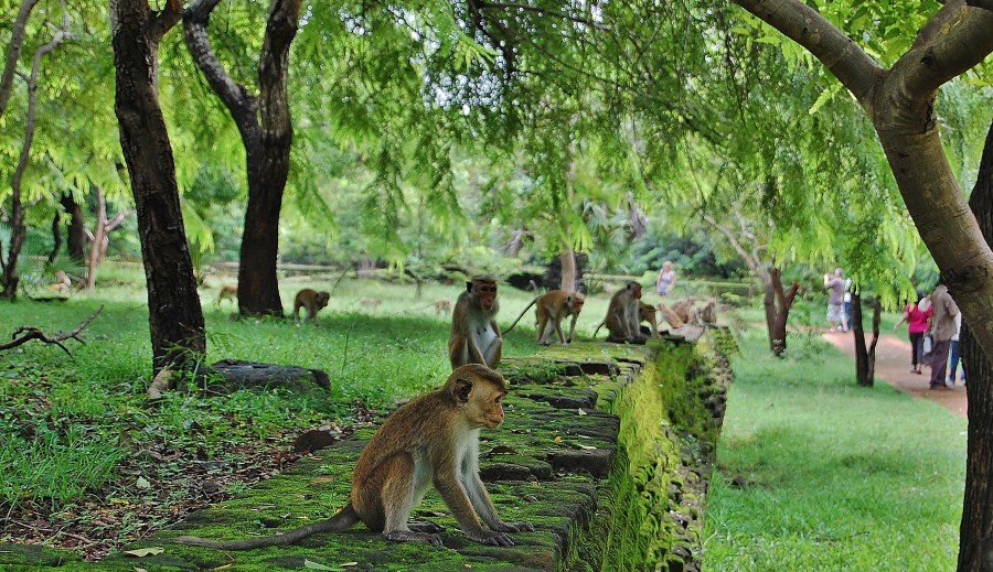 Monkeys are a common sight in Sri Lanka, also in the Ancient Cities.