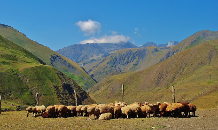 Sheep grazing on green pastures near the village of Xinaliq. Azerbaijan.
