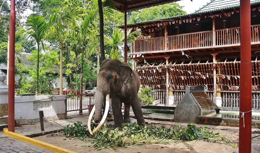 Dehiwala Zoo. Colombo. Sri Lanka.