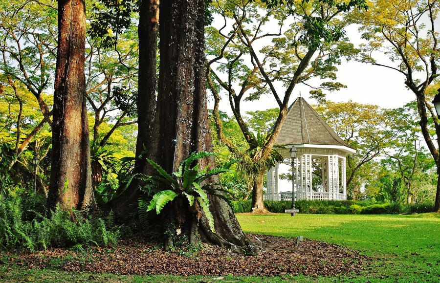 Ogrody Botaniczne w Singapurze.