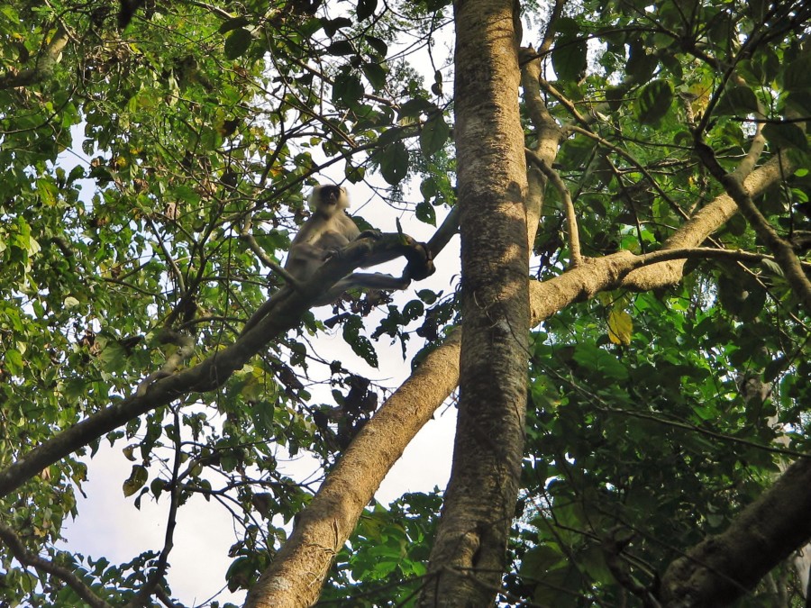 Małpa na drzewie w Parku Narodowym Chitwan w Nepalu.