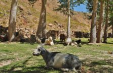 Tadżykistan - koza na polanie.