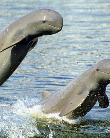 Delfiny Irrawaddy