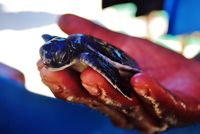 Żółwik morski na wyspie Perhentian, gdzie miejscowi zajmują się ich ochroną.