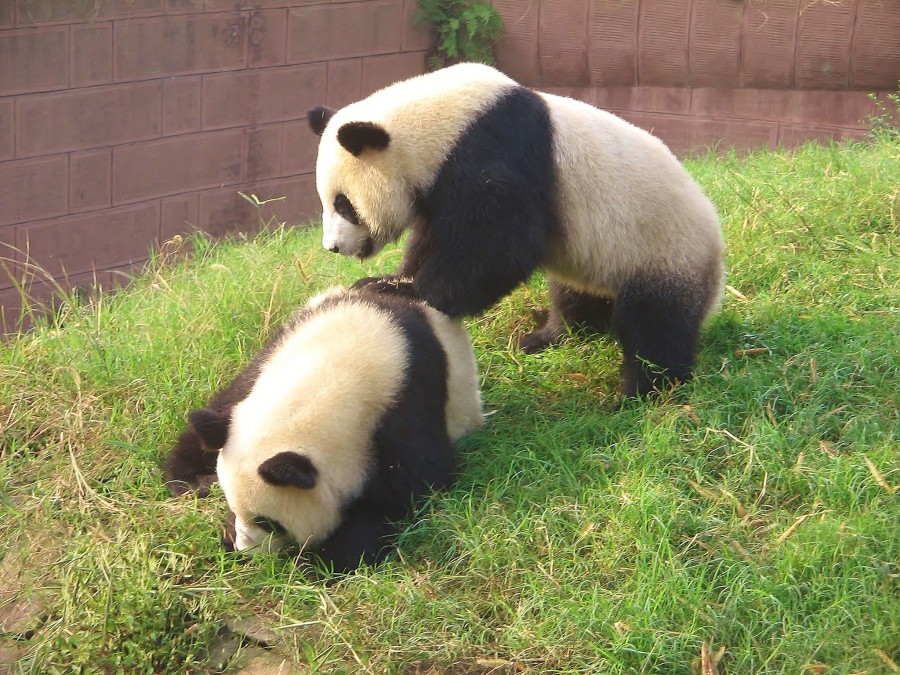 Pandy są symbolem Chin.