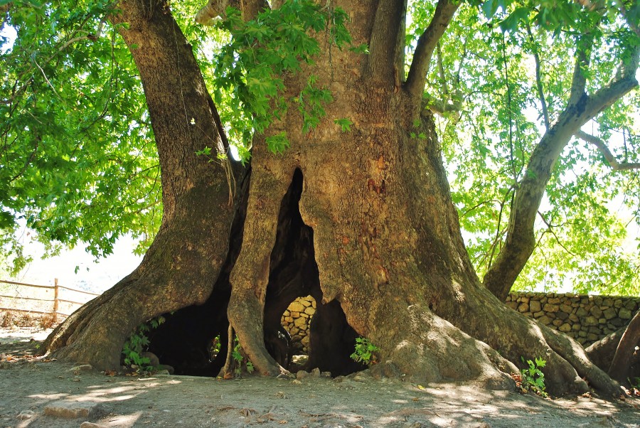 Skhtorashen czyli ogromne 2000 letnie drzewo.