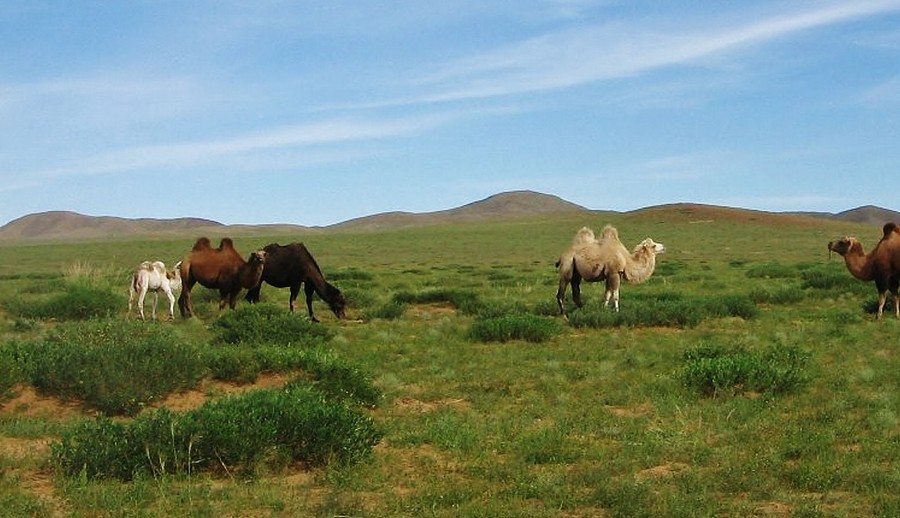 Baktriany na pustyni Gobi. Mongolia.