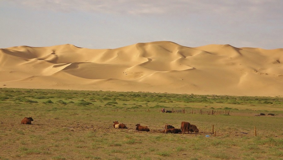 Wydmy piaskowe na pustyni Gobi. Mongolia.