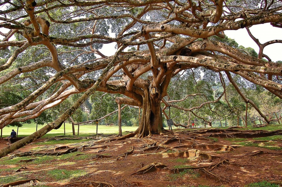 Ogród Botaniczny Peradeniya, na obrzeżach Kandy. Sri Lanka.
