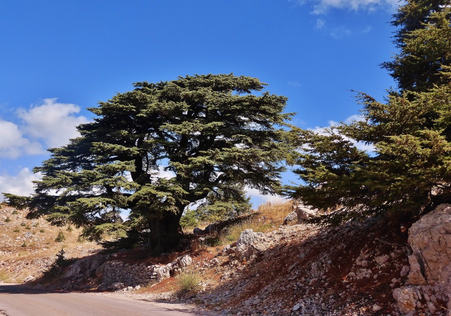 Liban; Góry Chouf - drzewo cedrowe, symbol Libanu.