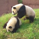 Chiny - misie panda.