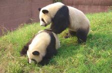 Chiny - misie panda.
