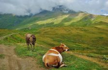 Gruzja - krowy w górach.