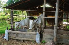 Kambodża - krowy przy posiłku.