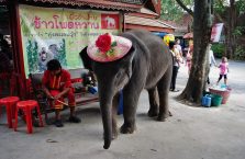 Tajlandia - mały słoń w czapce.