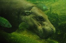 Singapur - hipopotam.
