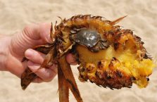 Tajlandia - krab jedzący ananasa.