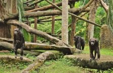 Singapur - rodzina szympansów.