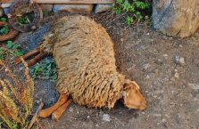 Azerbejdżan - najgorszy dzień owcy w jej całym życiu.