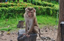 Laos - małpa.