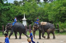 Tajlandia - słonie.