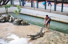 Tajlandia - pokaz krokodyli.