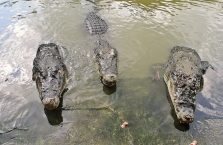 Tajlandia - krokodyle czekające na jedzenie.