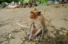 Kambodża - małpa na drodze.