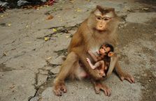 Kambodża - małpa z młodym.