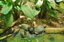 Malezja - żółwie ziemno-wodne.