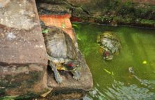 Wietnam - żółwie ziemno wodne.