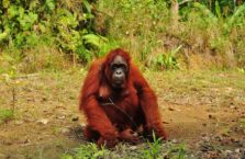 Malezja - orangutan.