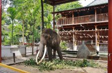 Sri Lanka - słoń w świątyni buddyjskiej.