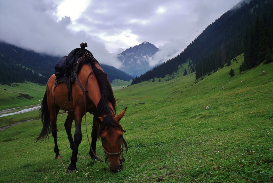 Mój koń podczas wyprwy górskiej przez Kirgistan.