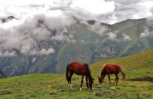 Kirgistan - konie.