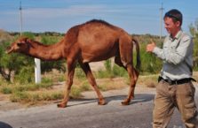 Uzbekistan - z dzikim wielbłądem, którego spotkałem jadąc przez pustynię.