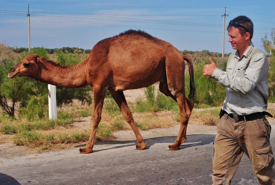 Podróżnik z Polski spotkał dzikie wielbłądy na drodze. Uzbekistan.