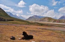 Kirgistan - pies na Trasie Pamirskiej.