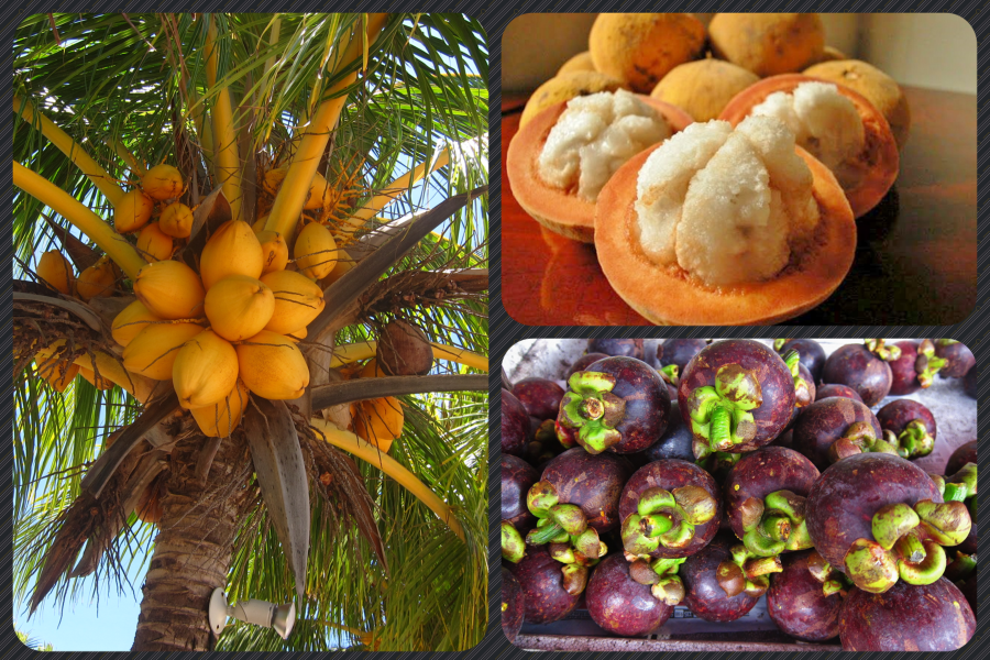 Santol, also called "wild mangosteen" is shown in the upper right corner.