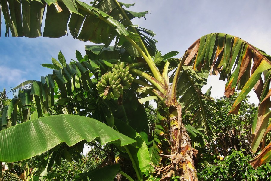 Bananas on a tree are a common sight in Southeast Asia.
