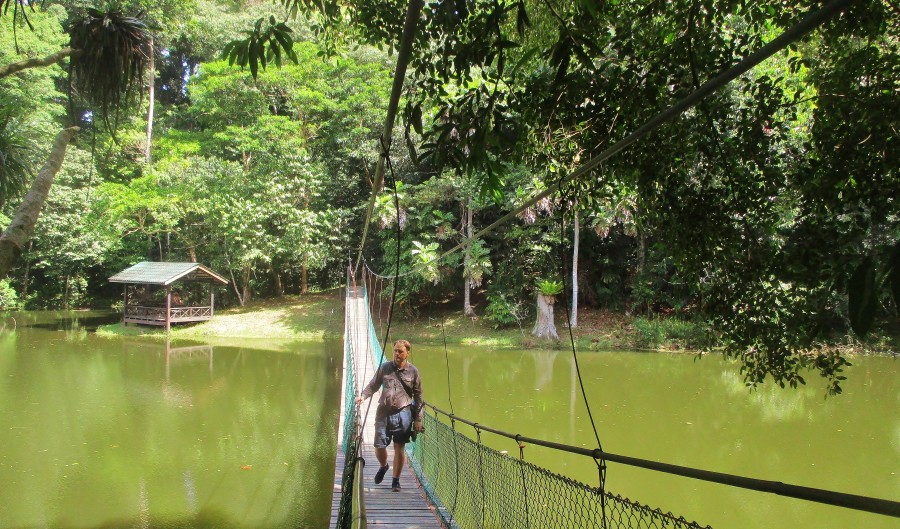 Rainforest Discovery Center Sepilok Sabah Borneo.