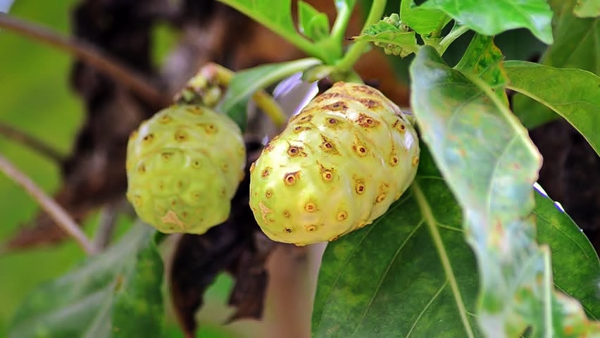 Noni - good taste and health at your fingertips.