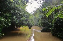 Kinabatangan Borneo (4)