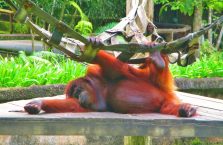 Lok Kawi Wildlife Park Borneo (14)