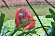 Lok Kawi Wildlife Park Borneo (18)